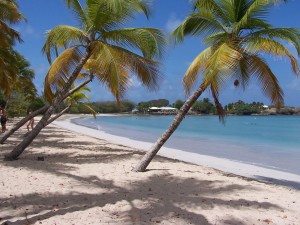 palm-trees-on-the-beach